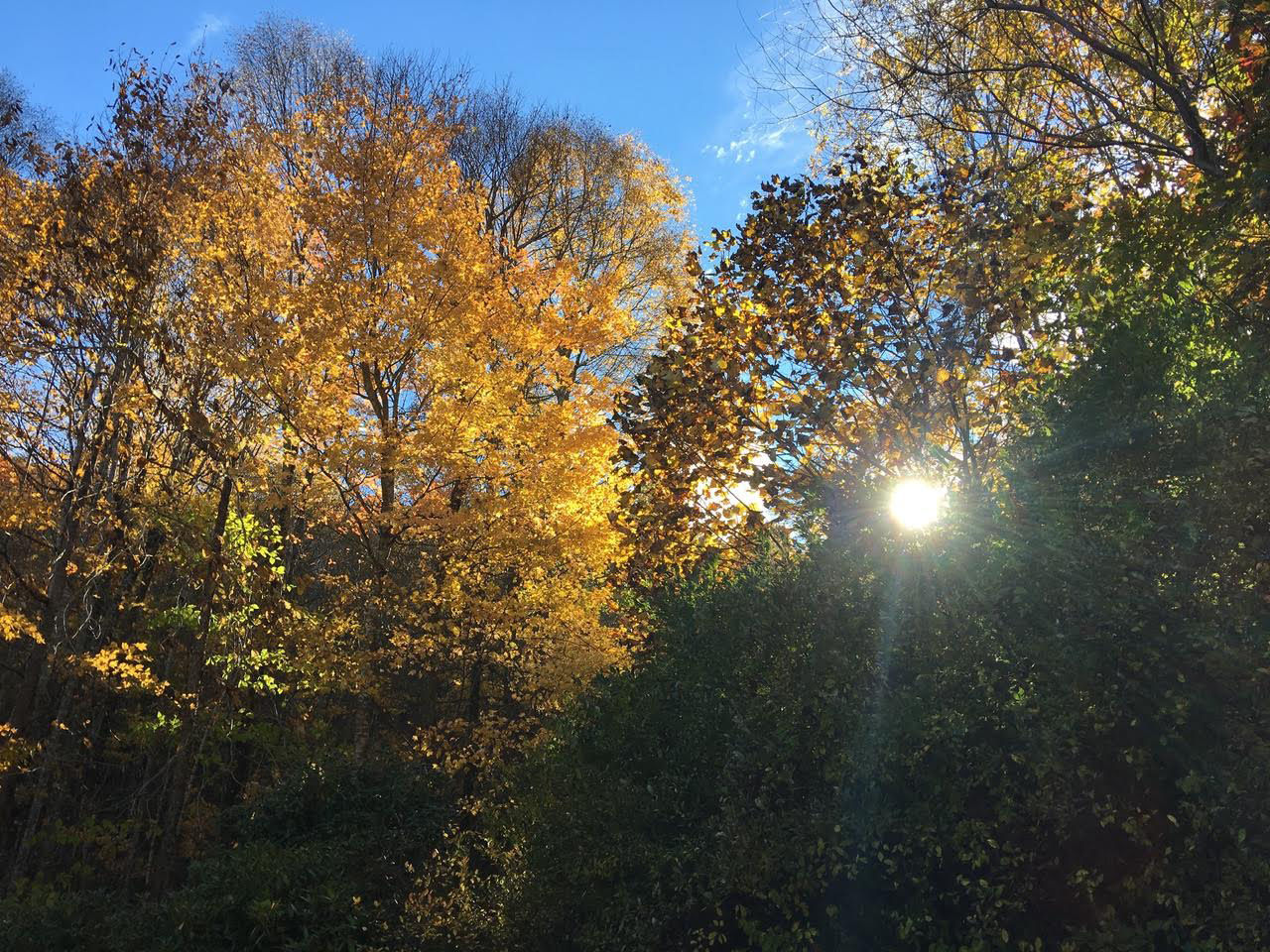 Sun bursting through fall trees